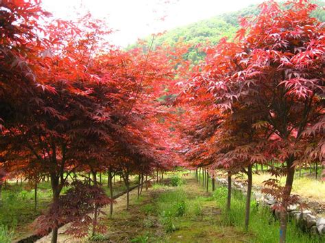 红枫树冬天怎么种