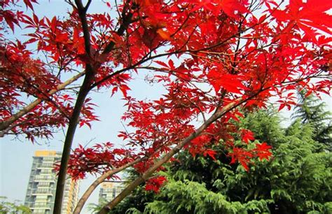 红枫树冬天怎么种植最好
