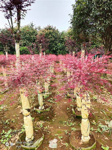 红枫树怎么种植和管理