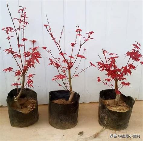 红枫盆景养殖方法