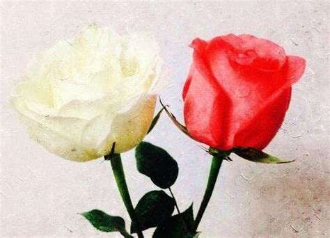 红玫瑰与白玫瑰年轻的时候读后感