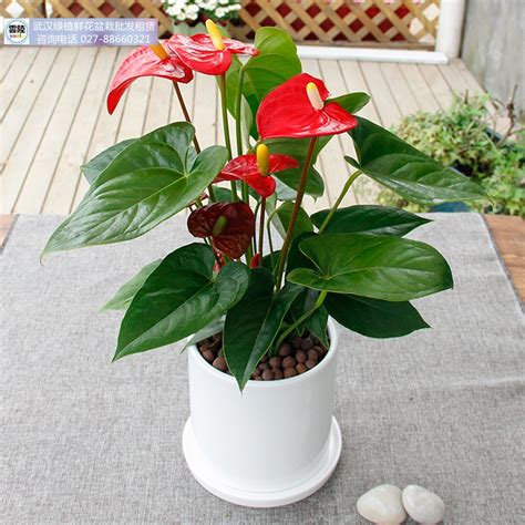 红色花盆植物图片