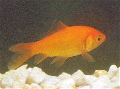 红色鱼取名字