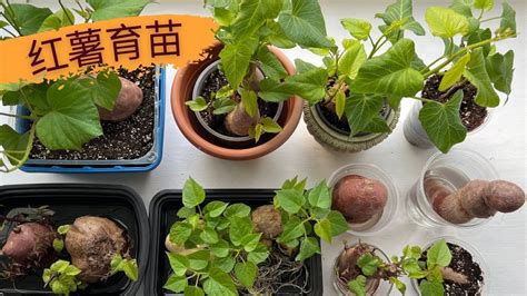 红薯催芽方法和栽种方法