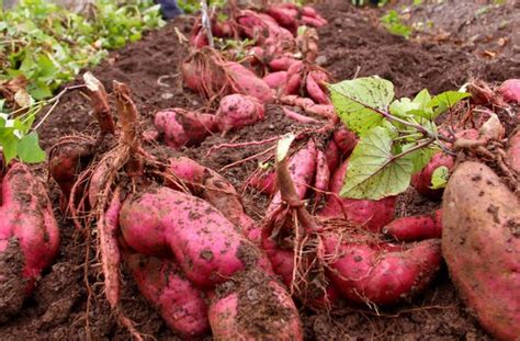 红薯怎么栽培