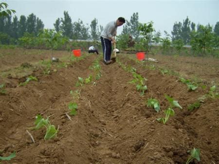 红薯的种植方法和步骤