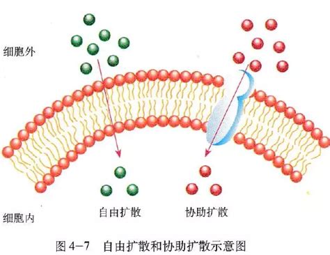 细胞膜跨膜物质转运的常见方式