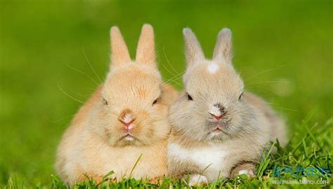 给兔子取名怎样显得温柔又可爱