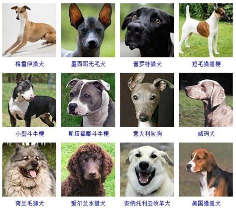 给属狗的人起名字哪些字最合适呢
