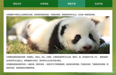 网站制作熊猫建站