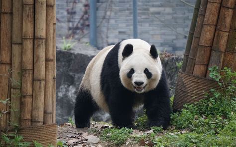 网红大熊猫背后的故事