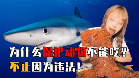 网红烹食大白鲨已涉嫌违法