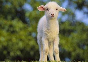 羊宝宝起名原则