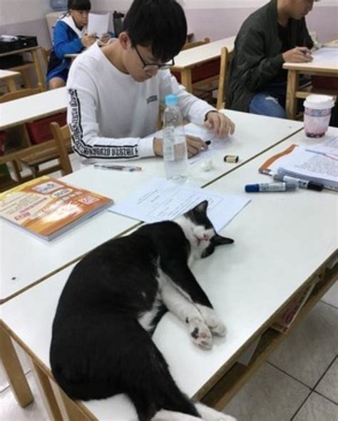 老师带猫咪上课被开除