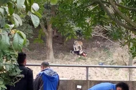 老虎咬人宁波动物园