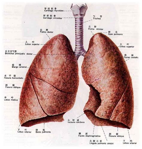 肺的位置图