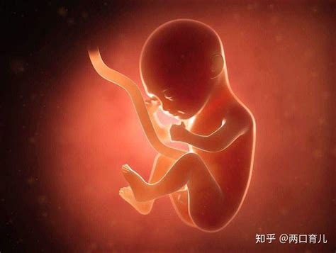 胎儿多少周容易出现畸形