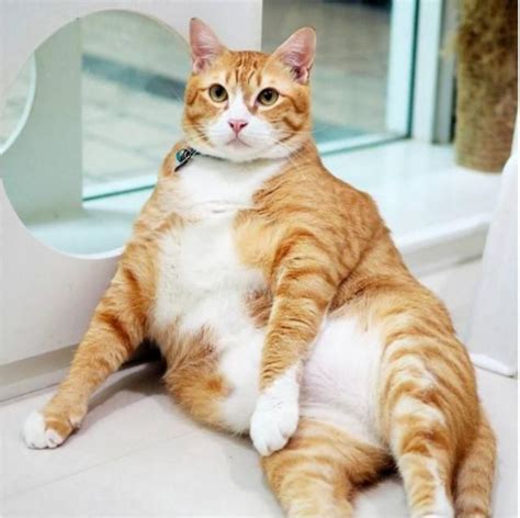 胖胖的橘猫网名