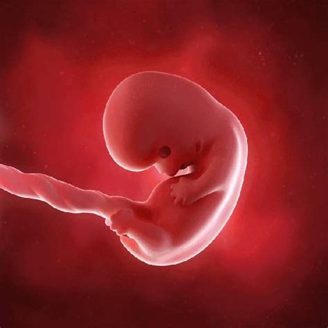 胚胎几天能出结果