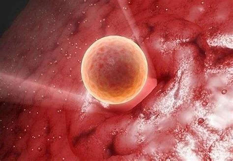 胚胎在体外多久会有感觉