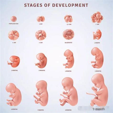 胚胎存活时间6周