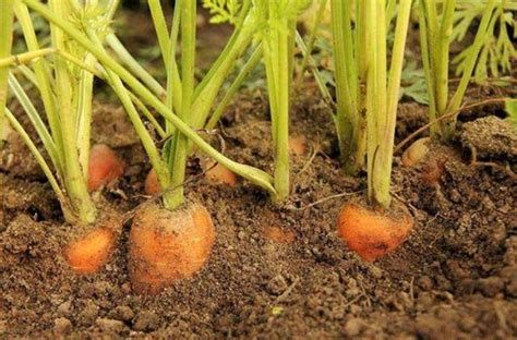 胡萝卜怎么种植全过程