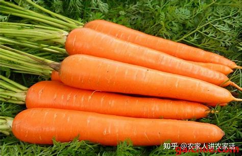 胡萝卜怎样种呢