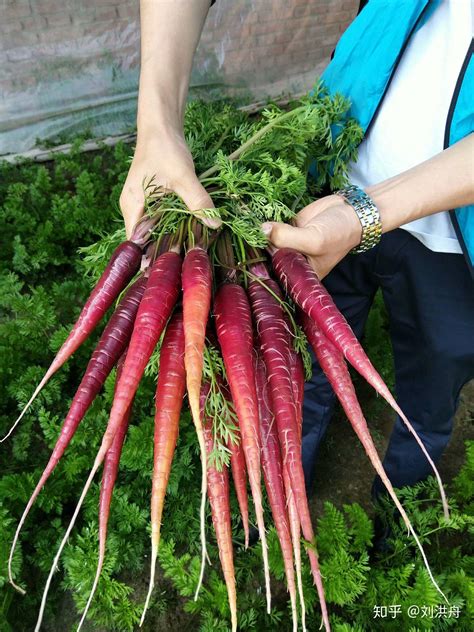 胡萝卜最新种植技术