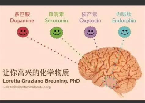 脑啡肽和多巴胺