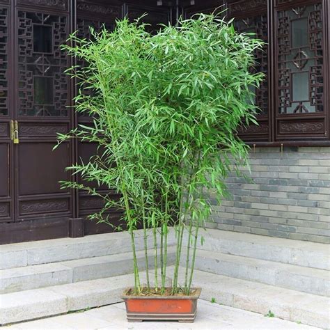 自己的家里能种竹子吗