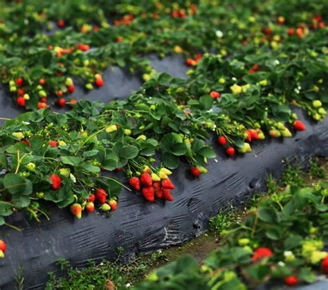 自己种植草莓用什么肥料