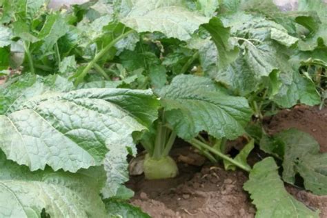 芥菜疙瘩种植方法