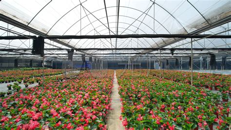 花卉养殖技术视频教程