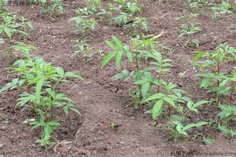 花椒树育苗方法