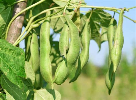 芸豆种植时间和种植方法