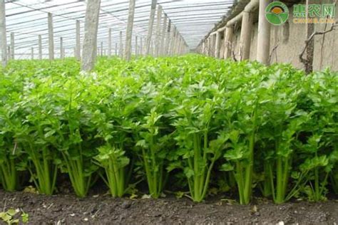 芹菜盆栽种植方法教程