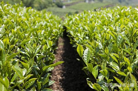茶品种那么多茶树是一样的吗