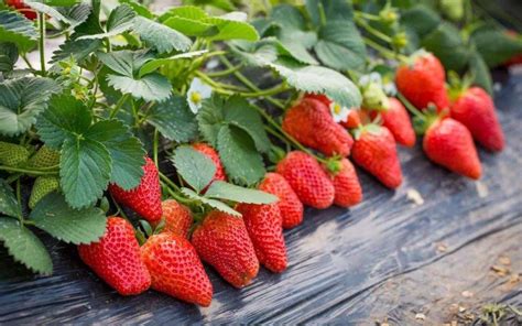 草莓冬季在家种植注意事项