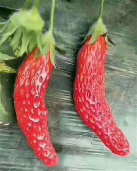 草莓出蔓该不该剪
