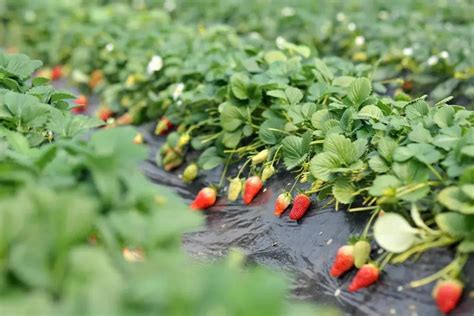 草莓可以种在地里吗
