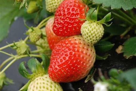 草莓啥时候成熟