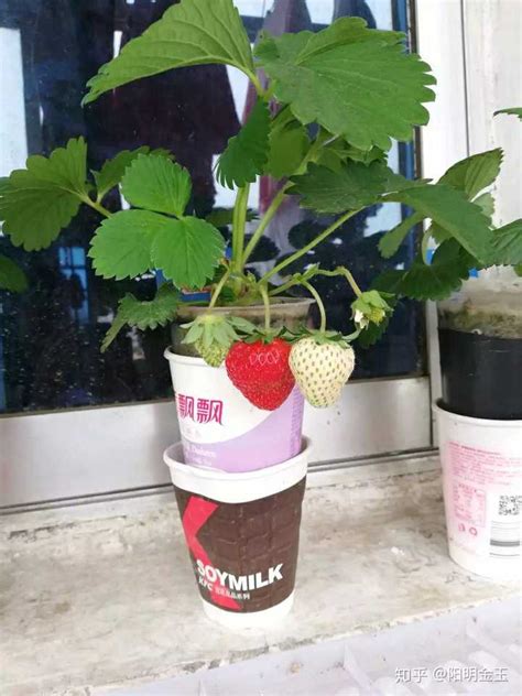 草莓如何直接种