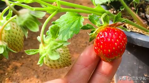 草莓怎么种容易成活