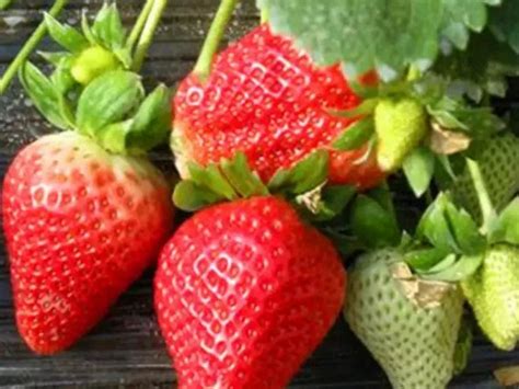 草莓怎么种得大又甜