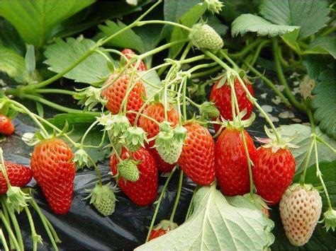 草莓怎么种才能快速的成熟