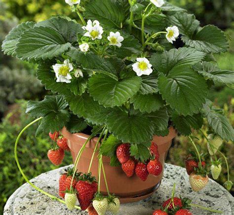 草莓怎么种植效益最好