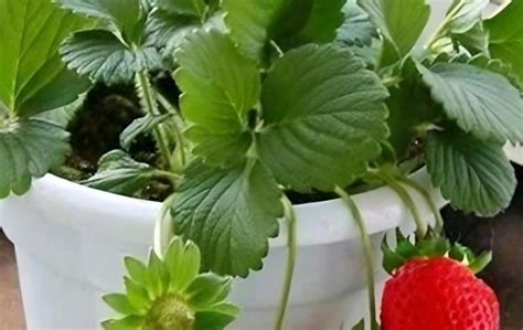草莓怎样才种的好