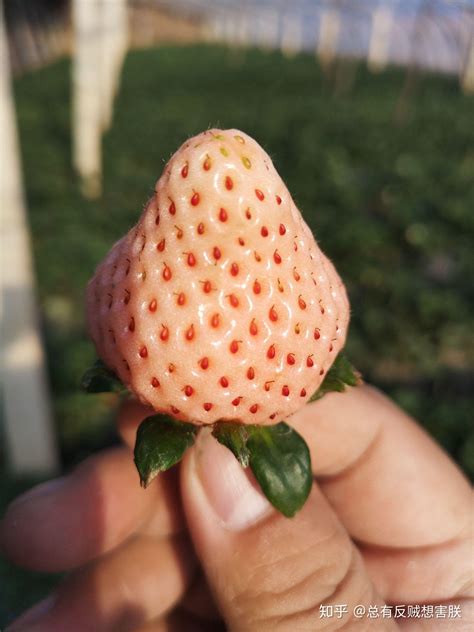 草莓有几种