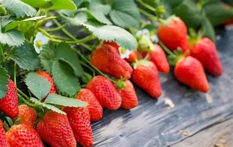 草莓椒亩产多少斤
