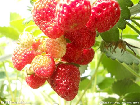 草莓水果几月份成熟